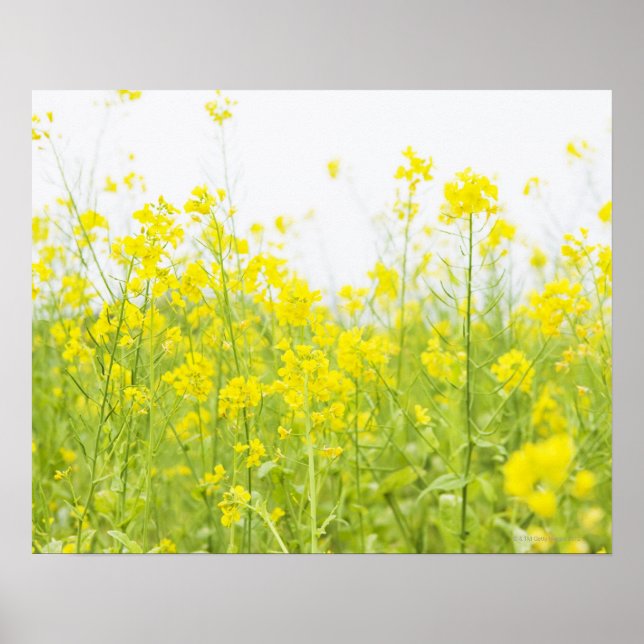 Poster Mustard de campagne 2 (Devant)