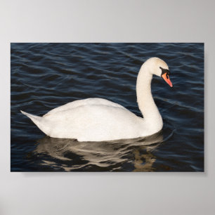Poster Mute Swan