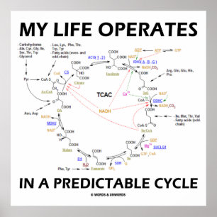 Poster My Life Operates In A Predictable Cycle (cancer)