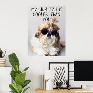 Poster My Shih Tzu Est Glacière Que Vous Les Lunettes De