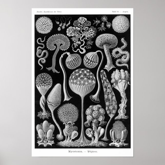 Poster Mycetozoa de Haeckel (Devant)