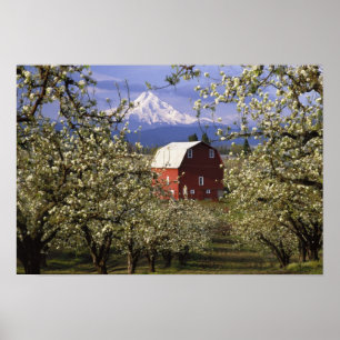 Poster N.A., États-Unis, Oregon, comté de Hood River. Red