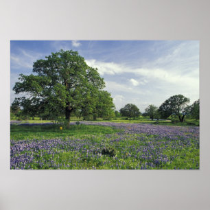 Poster N.A., États-Unis, Texas, lac de Buchanan, chênes