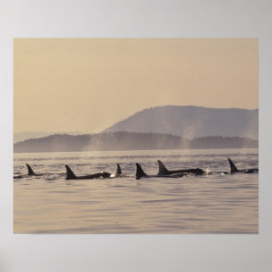 Poster N.A., États-Unis, Washington, Îles San Juan Orque