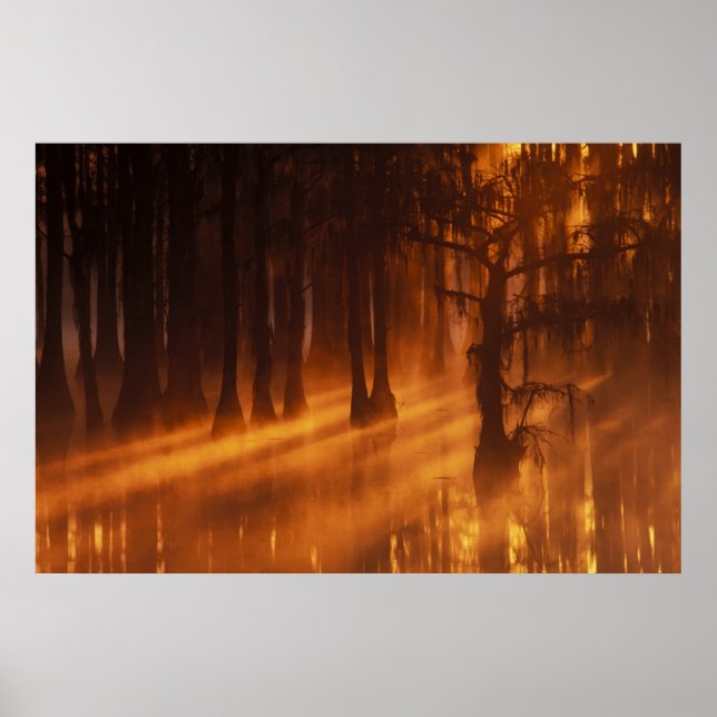 Poster N.A., USA, Géorgie, Parc d'état George Smith. (Devant)