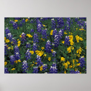 Poster N.A., USA, Texas, Marble Falls, Blue Bonnets