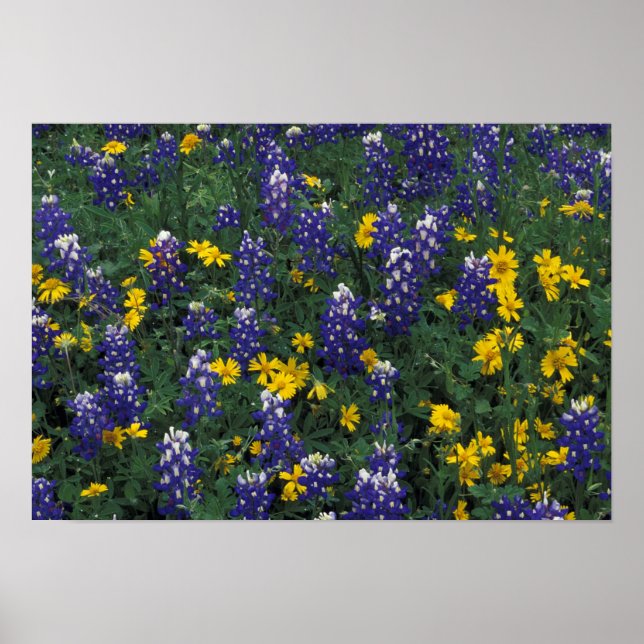 Poster N.A., USA, Texas, Marble Falls, Blue Bonnets (Devant)