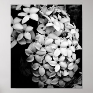 POSTER N&B