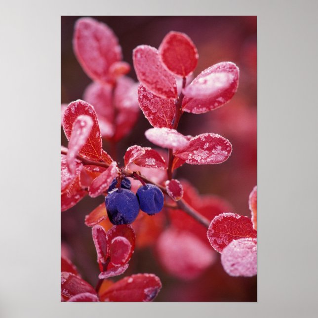 Poster NA, États-Unis, Alaska, Denali NP, Bleus de baies  (Devant)