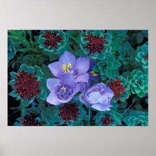 Poster NA, États-Unis, Alaska, îles Aléoutiennes, Fleu