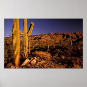 Poster NA, États-Unis, Arizona, Saguaro National Monument