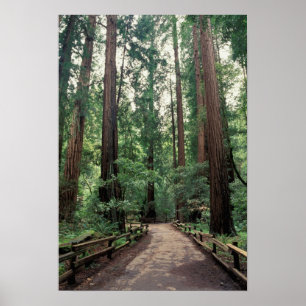 Poster NA, États-Unis, Californie, comté de Marin, Muir W