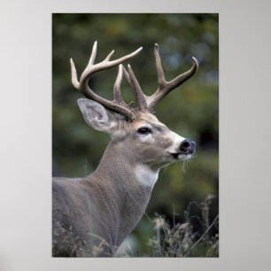 Poster NA, États-Unis, État de Washington, Cerf à queue b