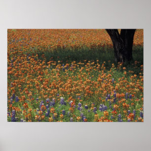 Poster NA, États-Unis, Texas, Hill Country, pinceau et