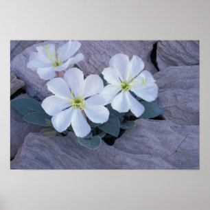 Poster NA, États-Unis, Utah, Arches NP, Onagre