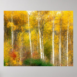 Poster NA, États-Unis, Washington, arbres trembles d'auto