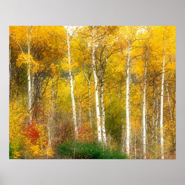 Poster NA, États-Unis, Washington, arbres trembles d'auto (Devant)