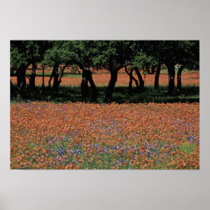 Poster NA, Texas, Texas Hill Country, Barrage de Buchan,