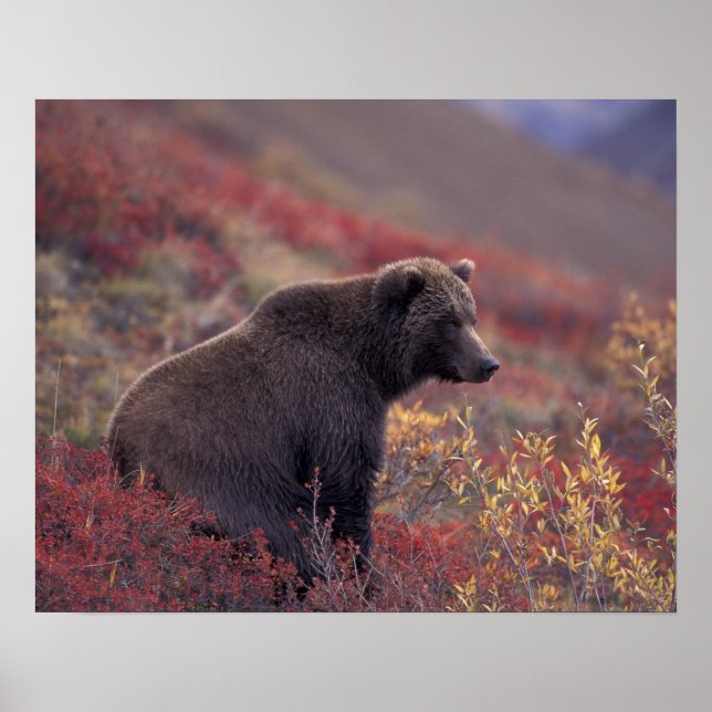 Poster NA, USA, Alaska, Denali NP. Grizzly (Devant)
