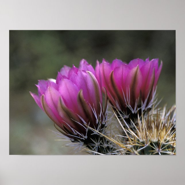 Poster NA, USA, Arizona, désert de Sonoran. Hérisson (Devant)