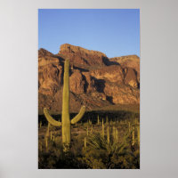 NA, USA, Arizona. Organ Pipe Cactus National