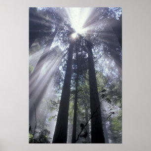 Poster NA, USA, Californie. État de la côte de Del Norte