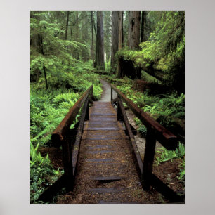 Poster NA, USA, Californie, Jedidiah Smith Redwoods