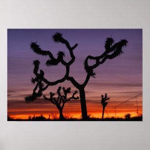 Poster NA, USA, Californie. Joshua Tree National