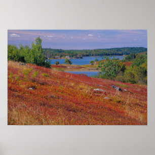 Poster NA, USA, Maine. Blueberry Barrens.