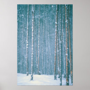 Poster NA, USA, WY. Scène hivernale neige parmi