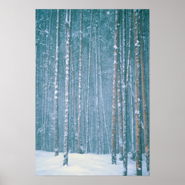 Poster NA, USA, WY. Scène hivernale neige parmi (Devant)