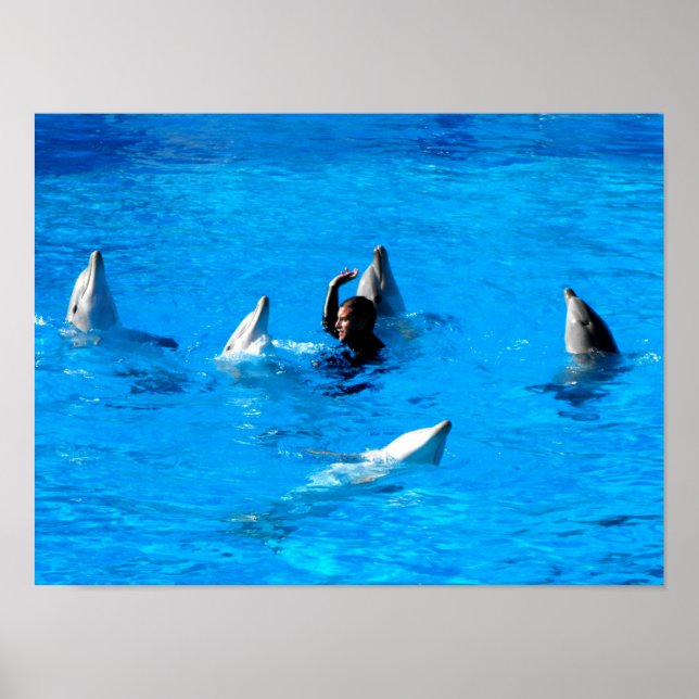 Poster Nage avec cinq dauphins en Espagne (Devant)