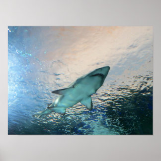 Poster Nage de requin dans l'eau bleue