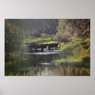 Poster Nage matinale