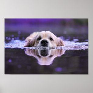 Poster Nager Golden Retriever