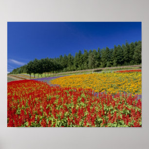 Poster Nakafurano, Sorachi, Hokkaido, Japon
