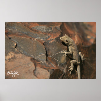 Poster Namib Day Gecko (Bradfield)