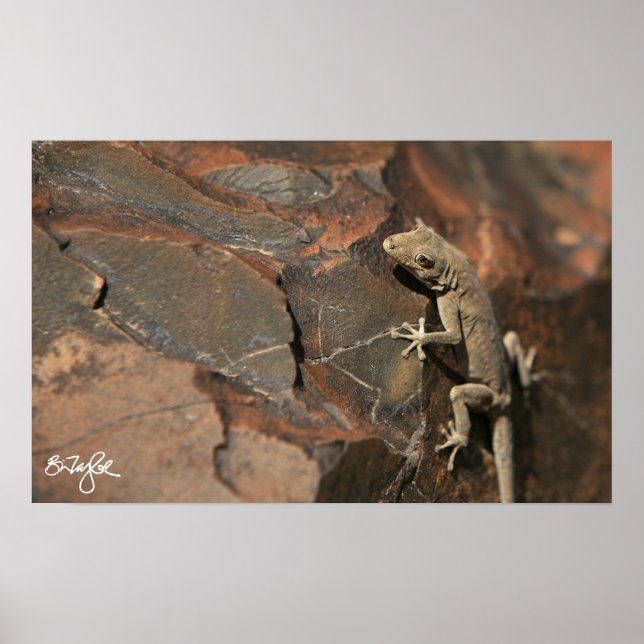Poster Namib Day Gecko (Bradfield) (Devant)