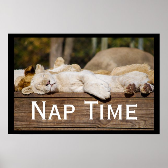 Poster Nap Time Lion Cubs Afrique du Sud (Devant)