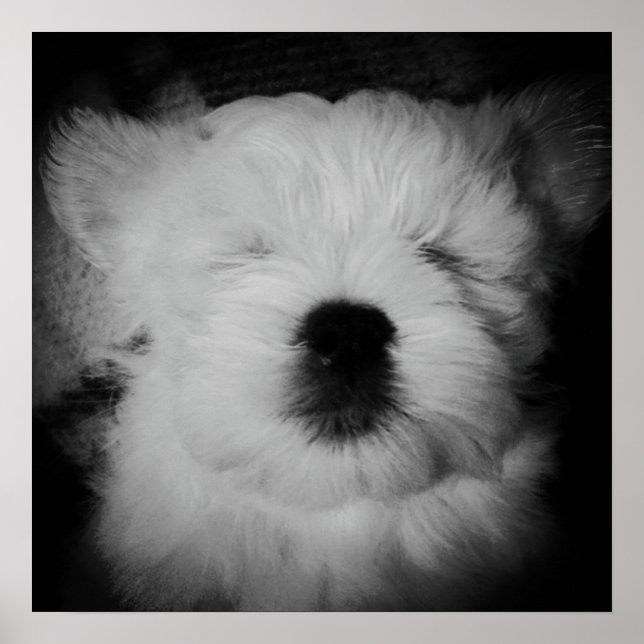 Poster Napping Maltipoo (Devant)