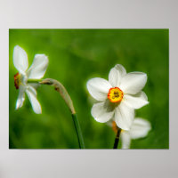 Poster Narcisse