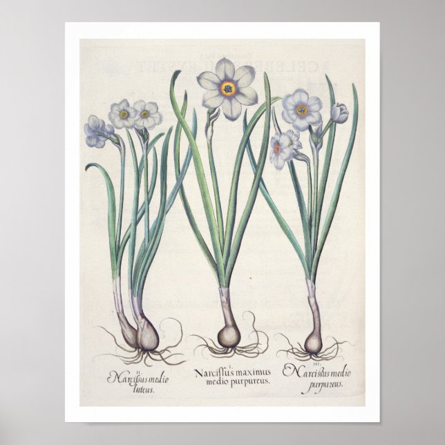 Poster Narcissi: 1.Narcissus maximus medio purpureus; 2.N (Devant)