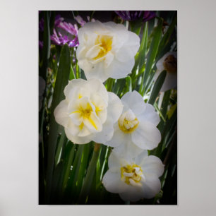 Poster Narcissus Daffodils