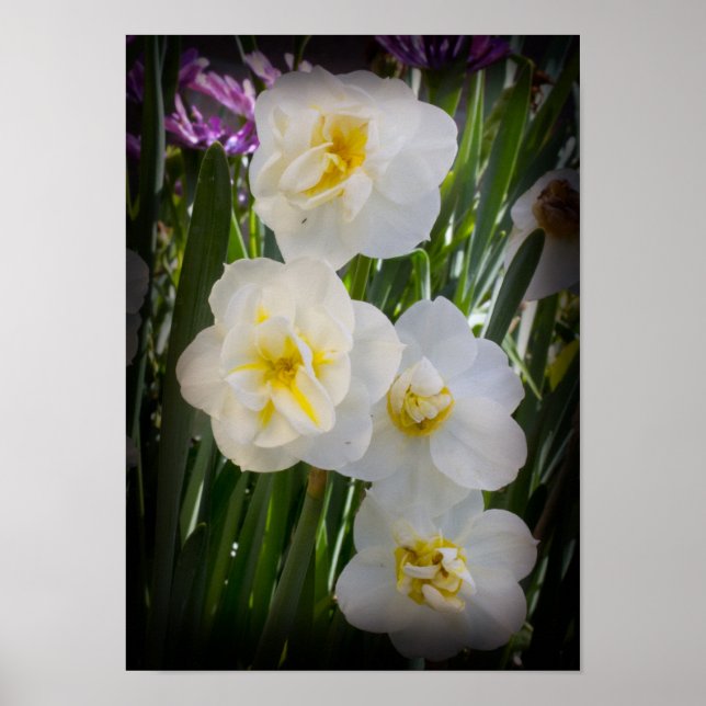 Poster Narcissus Daffodils (Devant)