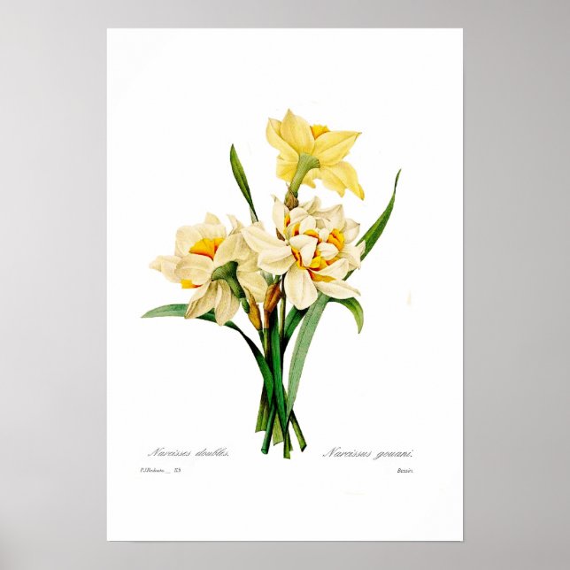 Poster Narcissus gouani (Devant)