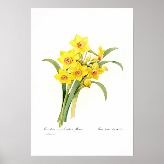 Poster Narcissus tazetta (Devant)