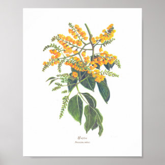 Poster Narra (Pterocarpus indicus) Ph Fleurs forestières