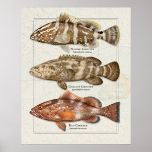 Poster Nassau, Goliath, and Red Grouper
