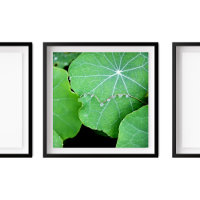 Nasturtium Feuilles Perle d'eau gouttes de photogr