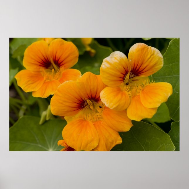Poster Nasturtiums (Devant)